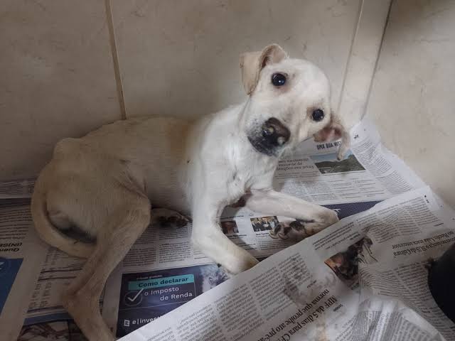 Cão atendido pela campanha