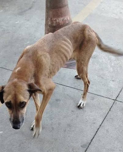 Cão resgatado